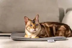 Beurer PP210 Lilli lemmikin lämpömatto S-koko - 6