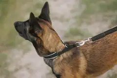 Back on Track Charlie koiran kaulapanta musta 45cm - 3