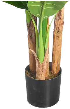 Lykke tekokasvi banana tree 170cm - 4