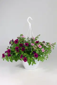 Twin mix amppeli 23 cm - 1