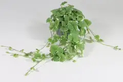 Maahumala 12 cm ruukussa - 2