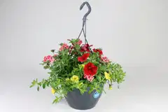 Trixi-kesäkukka 27 cm altakasteluamppelissa. Kolme eri lajia tai lajiketta samassa ruukussa. - 7