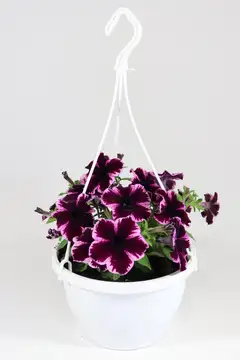 Erikoispetunia-amppeli 23 cm - 3