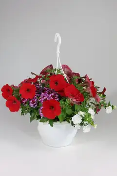 Huiskula petunia-amppeli 23 cm - 1