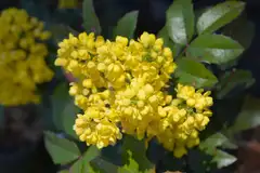 Mahonia 25-40 cm 3 l astiataimi - 1