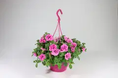Amppeli 23 cm Pink Mix - 1