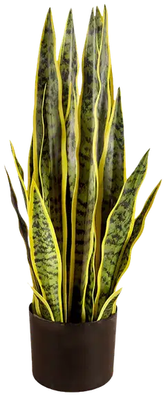 Lykke tekokasvi snake plant 65cm - 1