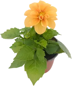 Pistokasdaalia 11 cm ruukussa - 1