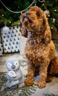 Rosewood Prancer-pingviinilelu koirille - 4