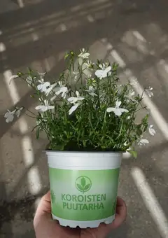 Lobelia 12 cm - 4
