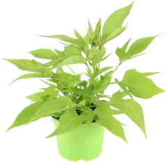 Bataatti 12 cm ruukussa - 3