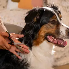 Fiskars lemmikin trimmaussakset - 5