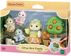 Sitruslintuperhe - 1