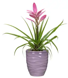 Scheurich orkidearuukku 689 15cm lila - 3