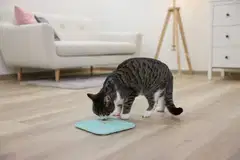 Kerbl lemmikin nuolumatto, turkoosi 20x20cm - 6