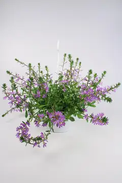 SINIVIUHKA-AMPPELI 25 CM - 1