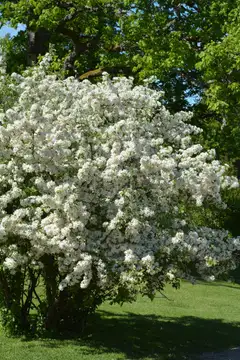 Marjaomenapensas 3 l astiataimi Malus toringo var. Sargentii - 1