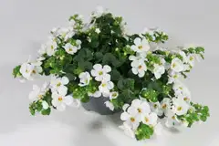 Lumihiutale 12 cm ruukussa - 2