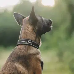 Back on Track Charlie koiran kaulapanta musta 50cm - 5