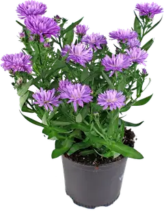 Syysasteri rk 10,5 cm, lajitelma - 2