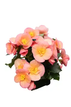 Ruusubegonia 12 cm ruukussa - 3