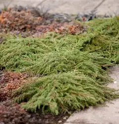 Kääpiökataja 'Green Carpet'. Taimen koko 30-40 cm. Ruukun halkaisija 23 cm. Astiataimi. - 3