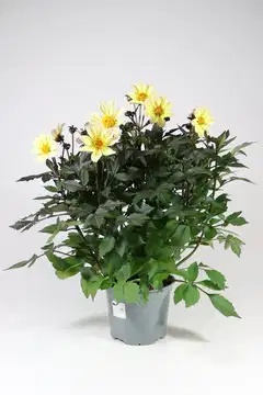 Patio Daalia Happy Days Mix 19 cm - 2