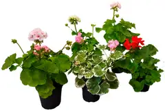 Vanhanajan pelargonia 12 cm - 1