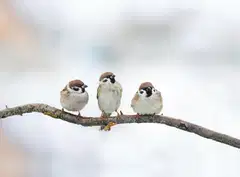 Swissinno Lintujen ruokinta-astia DAVOS SMART BIRDS tummanvihreä - 5