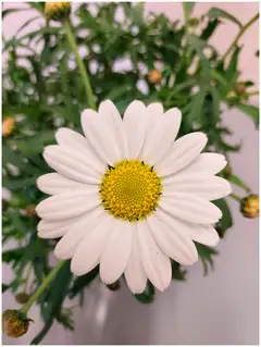 Marketta valkoinen 12 cm - 2
