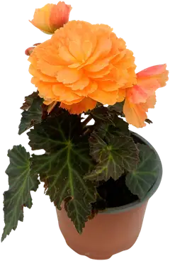Tarhabegonia 12 cm ruukussa. Begonia x hybrida - 1