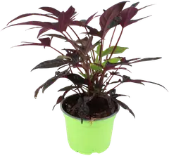 Bataatti 12 cm ruukussa - 4