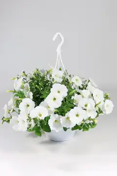 Petunia isokukallinen -amppeli 23 cm - 4