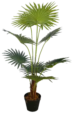 Lykke tekokasvi fan palm 100cm - 1