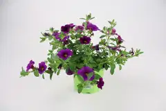 KESÄKUKKAMIX RIIPPUVA 12 CM MIX-KENNOT - 5