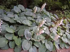 Komeasinikuunlilja 'Elegans' Hosta sieboldiana - 2