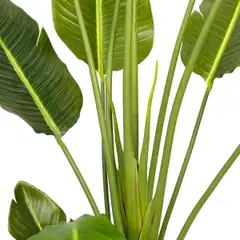 Lykke tekokasvi bird of paradise 200cm - 3