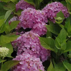 Jalohortensia 'Endless Summer' astiataimi 3l ruukussa - 2