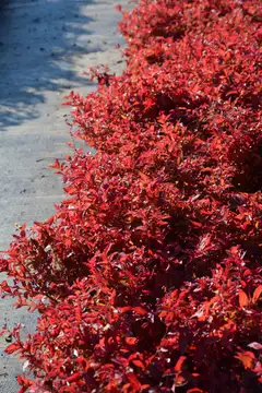 Keltajapaninangervo 'Firelight' 2 l Spiraea japonica 'Firelight' - 2