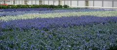 Lobelia iso 12cm värilajitelma - 1