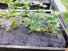 Tarha biohajoava katekalvo 7 m2 ( 1,4 x 5 m) - 2