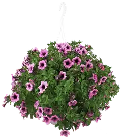 Kesäkukka-amppeli 23 cm ruukussa. Lajeina lobelia, lumihiutale, petunia, pikkupetunia ja verbena. - 2