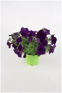 Amppelimix 12cm - 4
