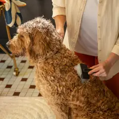 Fiskars lemmikin hierova harja - 4