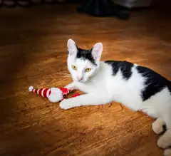 Rosewood Gus-tonttulelu kissoille - 4