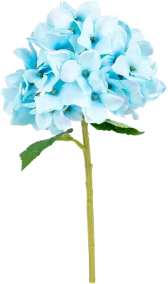 Teko-oksa hortensia, erilaisia - 2