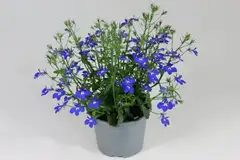 Lobelia 12 cm ruukussa - 2