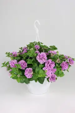 Kerrottukukkainen amppeli mix 23 cm - 4