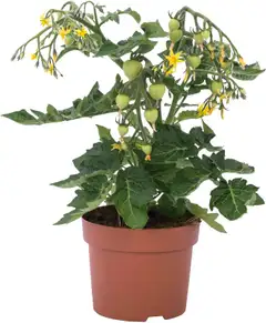 Kirsikkatomaatti hedelmin - 1
