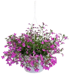 Kesäkukka-amppeli 23 cm ruukussa. Lajeina lobelia, lumihiutale, petunia, pikkupetunia ja verbena. - 4